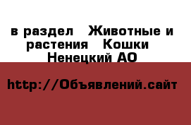  в раздел : Животные и растения » Кошки . Ненецкий АО